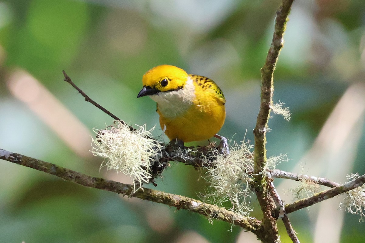 Silver-throated Tanager - ML532412741