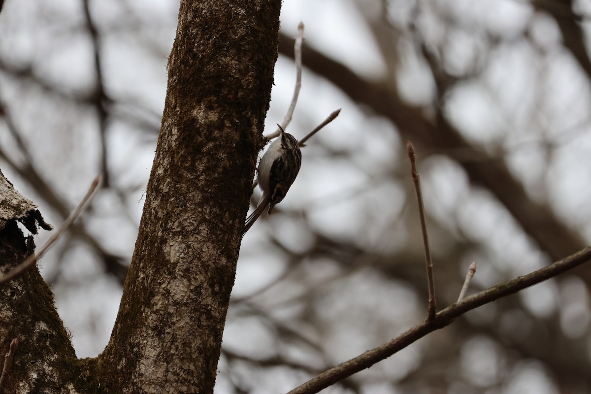 Brown Creeper - Alexander Johnson