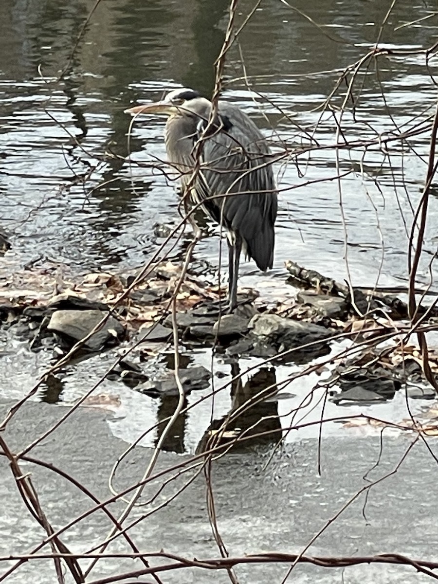 Great Blue Heron - ML532413511