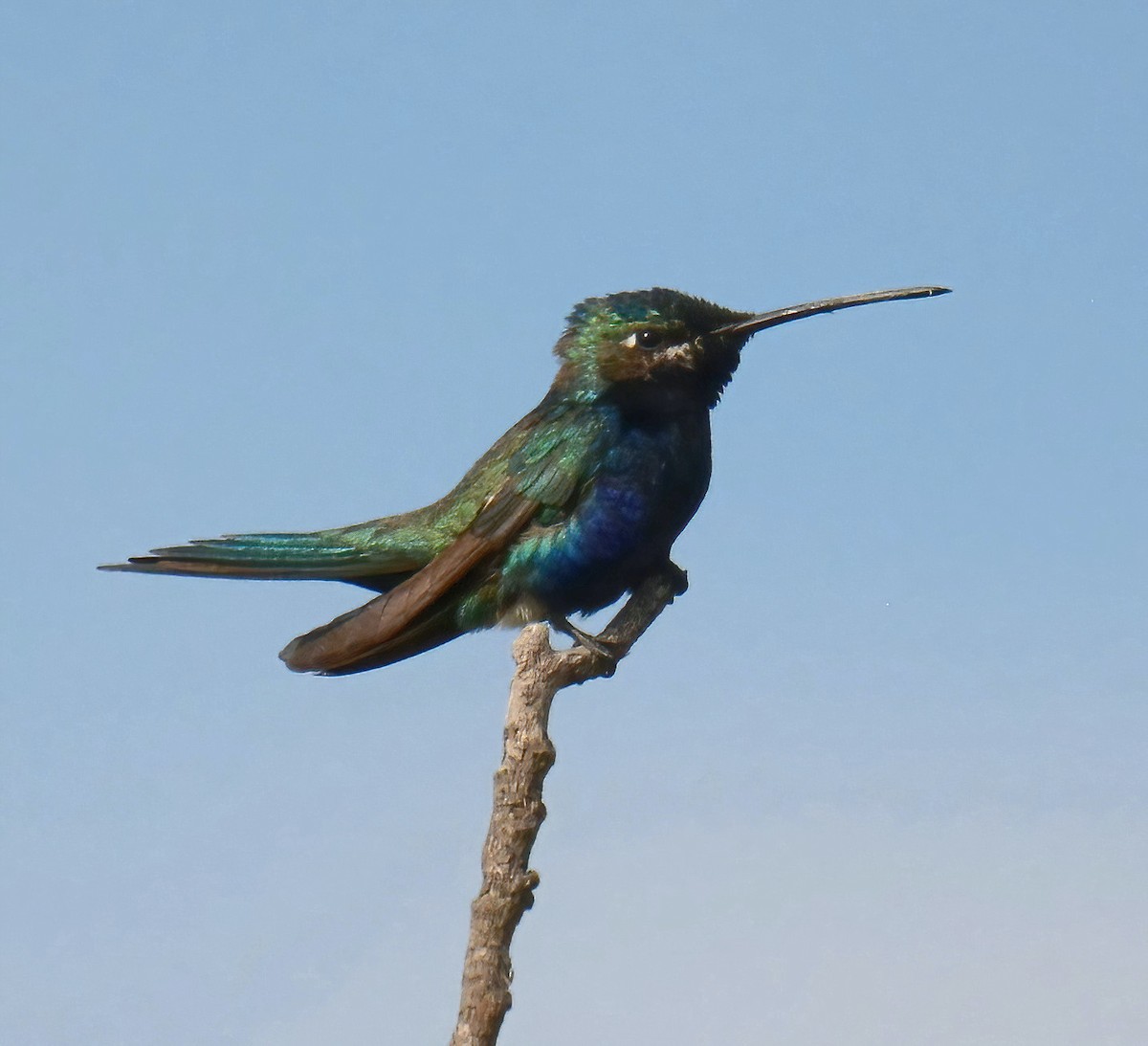 Blue-tufted Starthroat - ML532415021