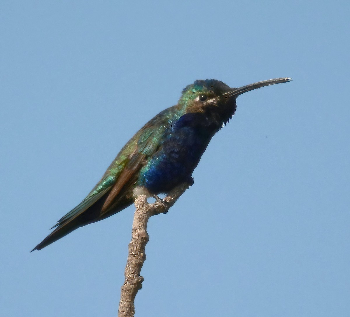 Blue-tufted Starthroat - ML532415121