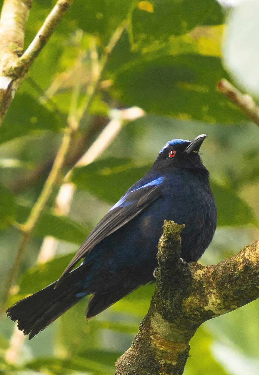 Philippine Fairy-bluebird - Bam Desabelle
