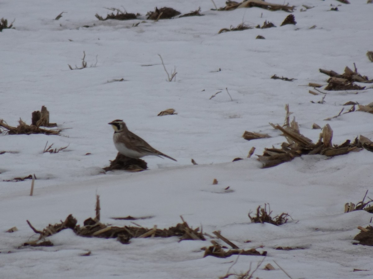 Horned Lark - ML532417251