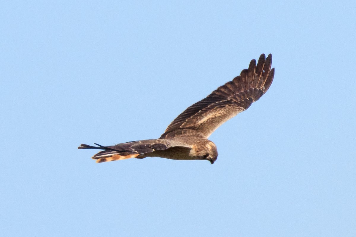 harrier sp. - ML532417561