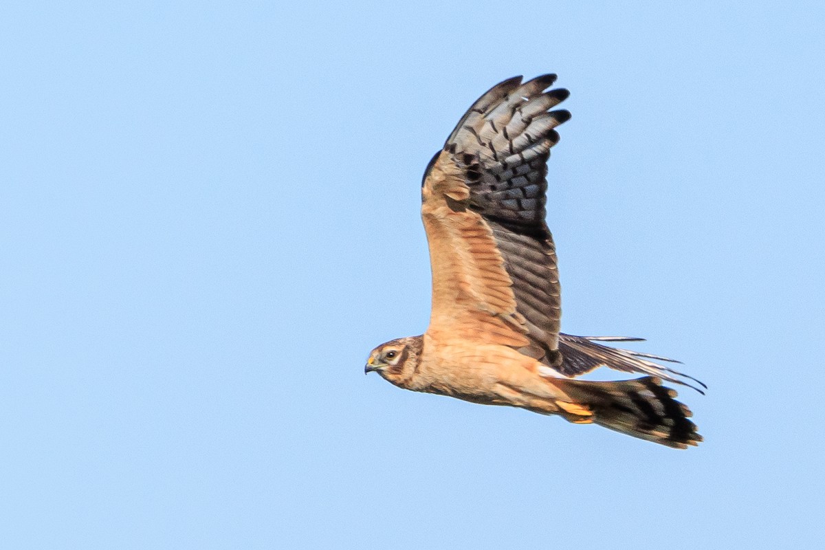 チュウヒ属 - eBird