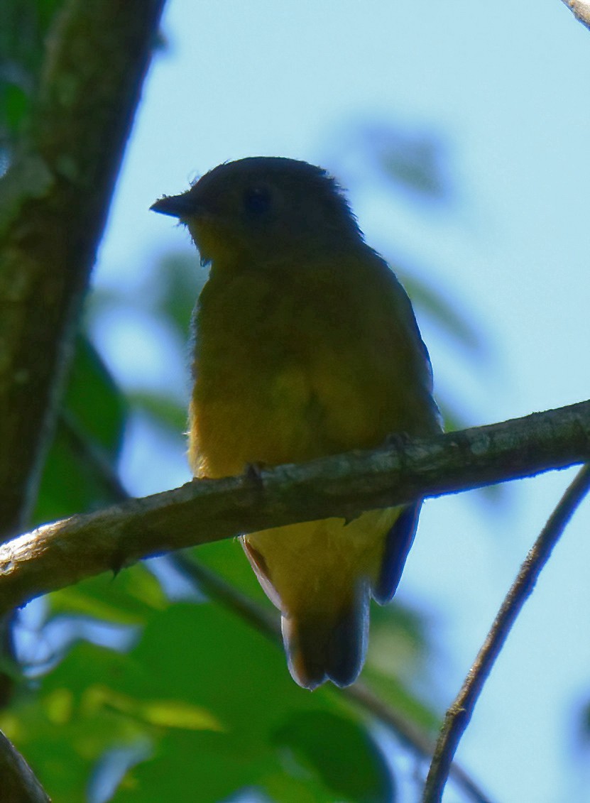 White-bearded Manakin - ML532418161