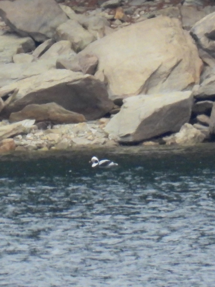 Long-tailed Duck - Tracy Mosebey