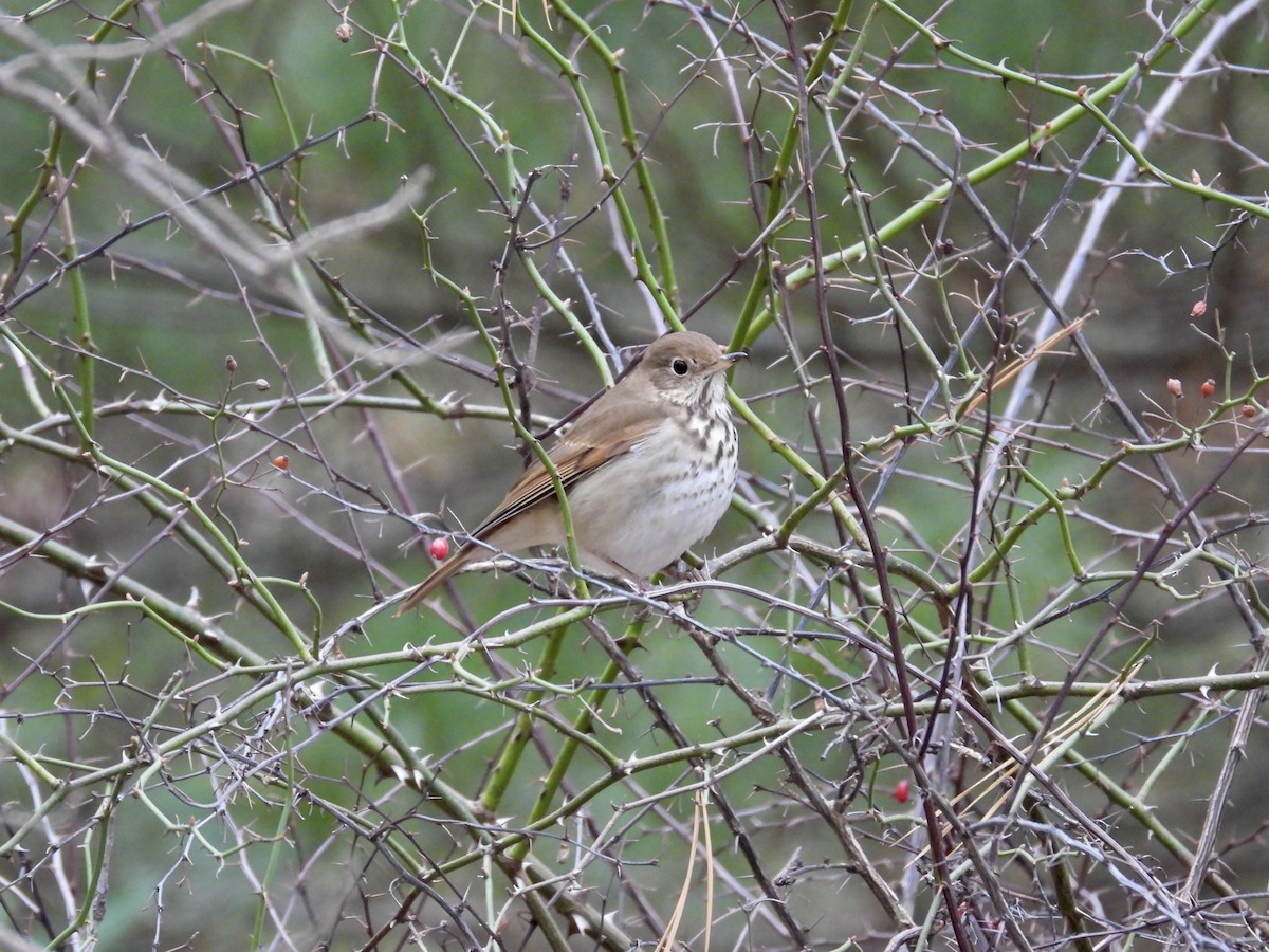 Hermit Thrush - ML532418581