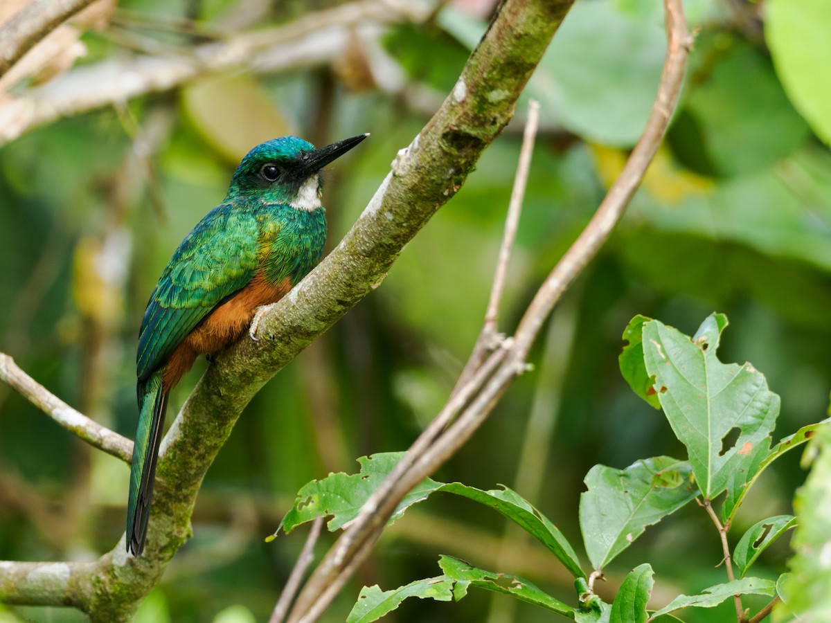 Green-tailed Jacamar - Nick Athanas