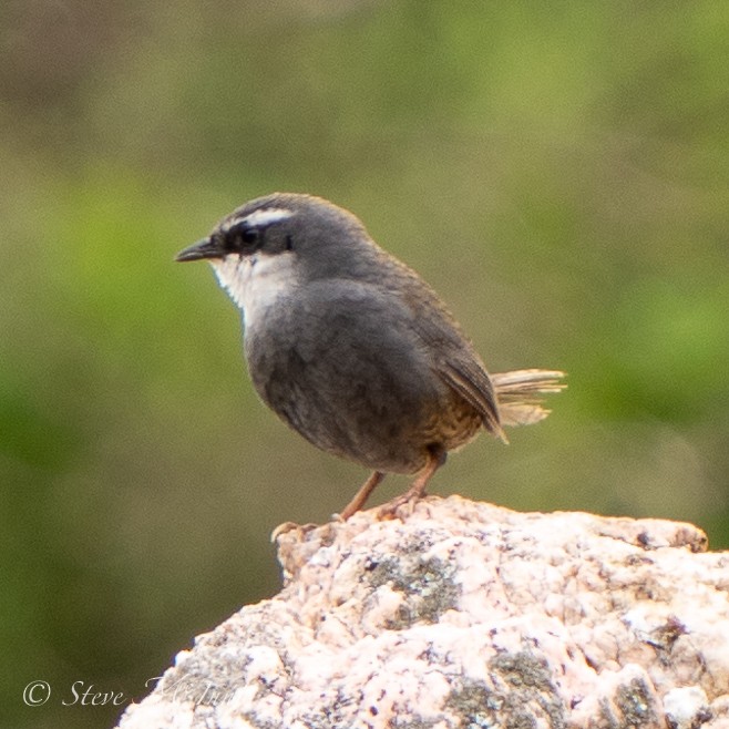 White-browed Tapaculo - ML532418811