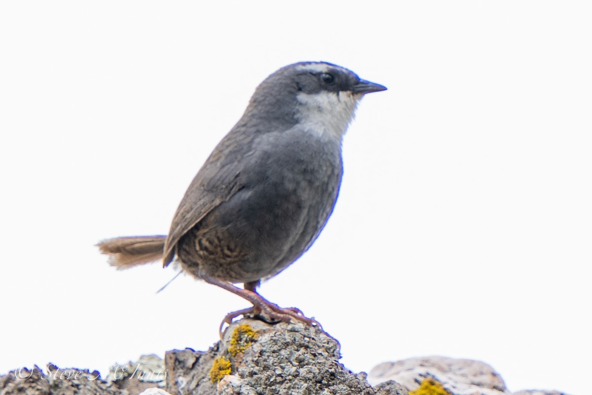 White-browed Tapaculo - ML532418831