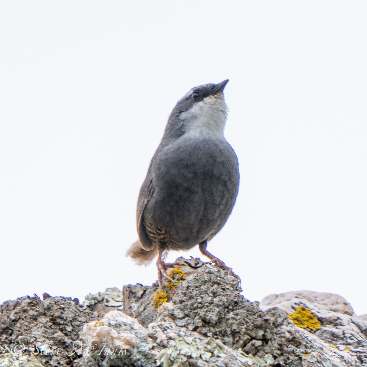 White-browed Tapaculo - ML532418851