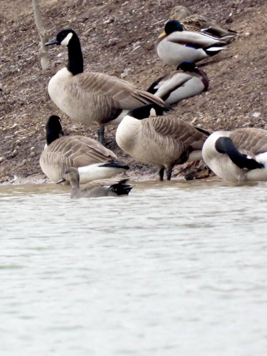 Gadwall - ML532418901