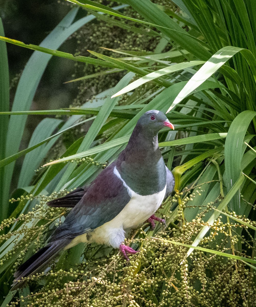 New Zealand Pigeon - ML532418921