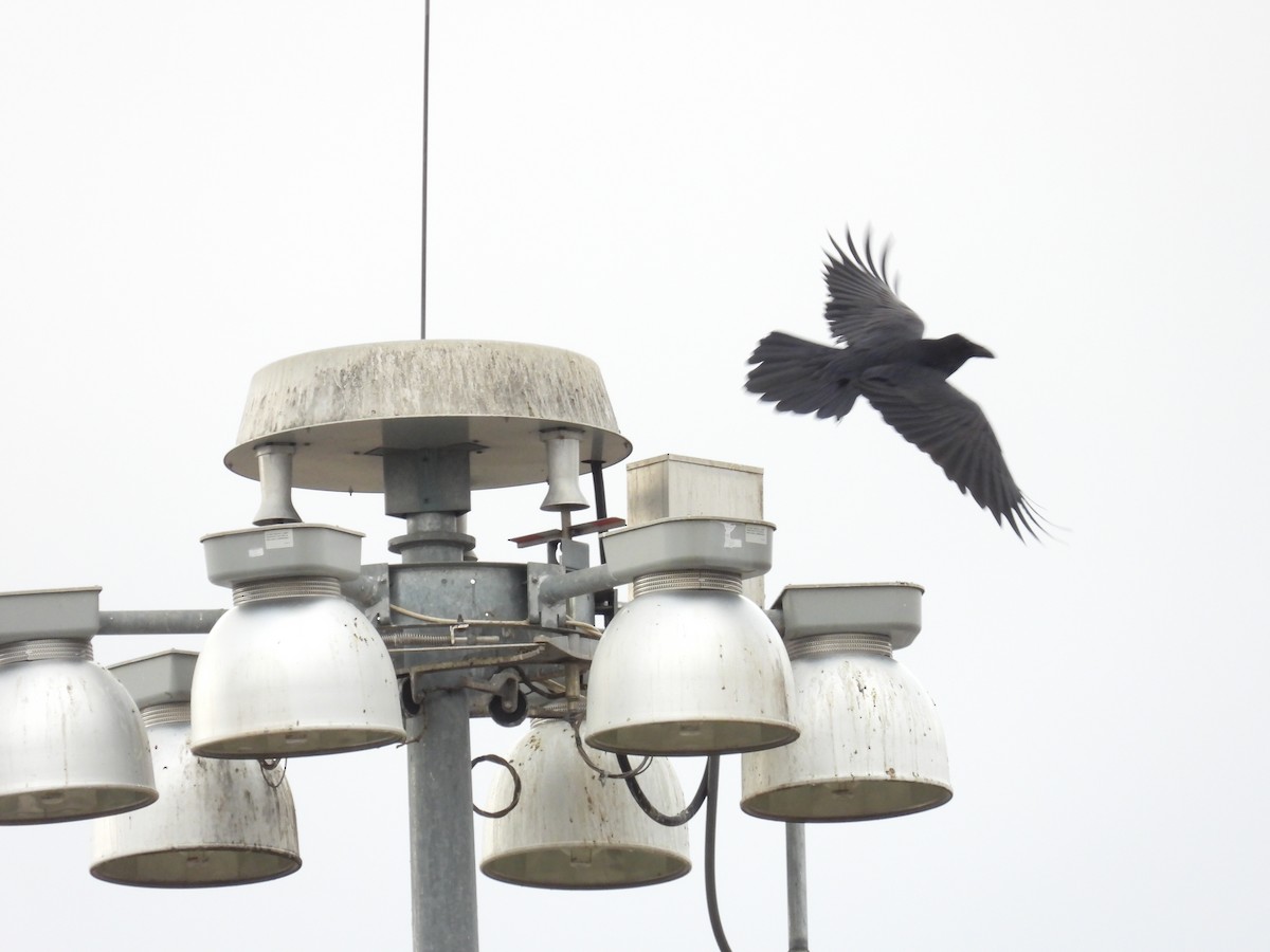 Common Raven - ML532419741