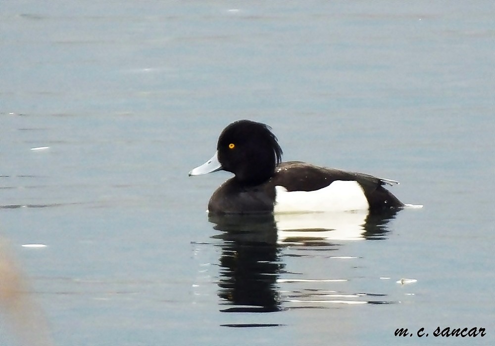 Tufted Duck - Mustafa Coşkun  Sancar