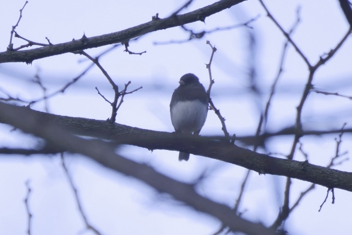 Junco ardoisé - ML532420141