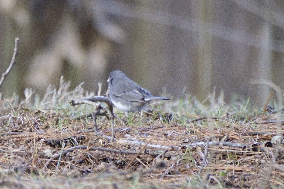 Junco ardoisé - ML532420151