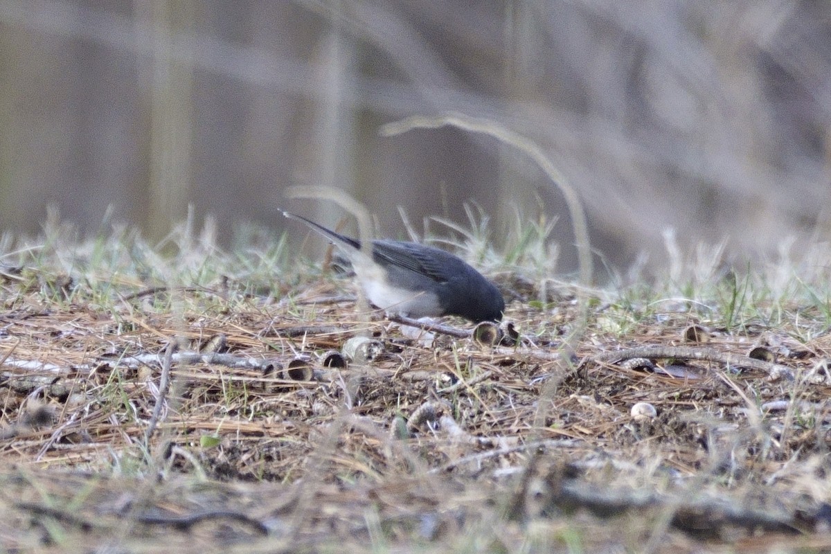 Junco ardoisé - ML532420161