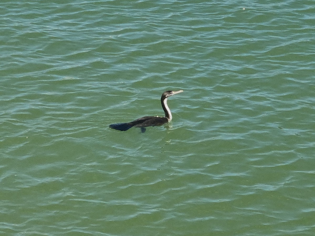 Spotted Shag - ML532420871