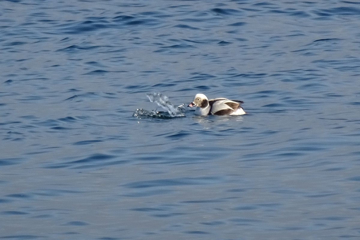 Long-tailed Duck - ML532420991