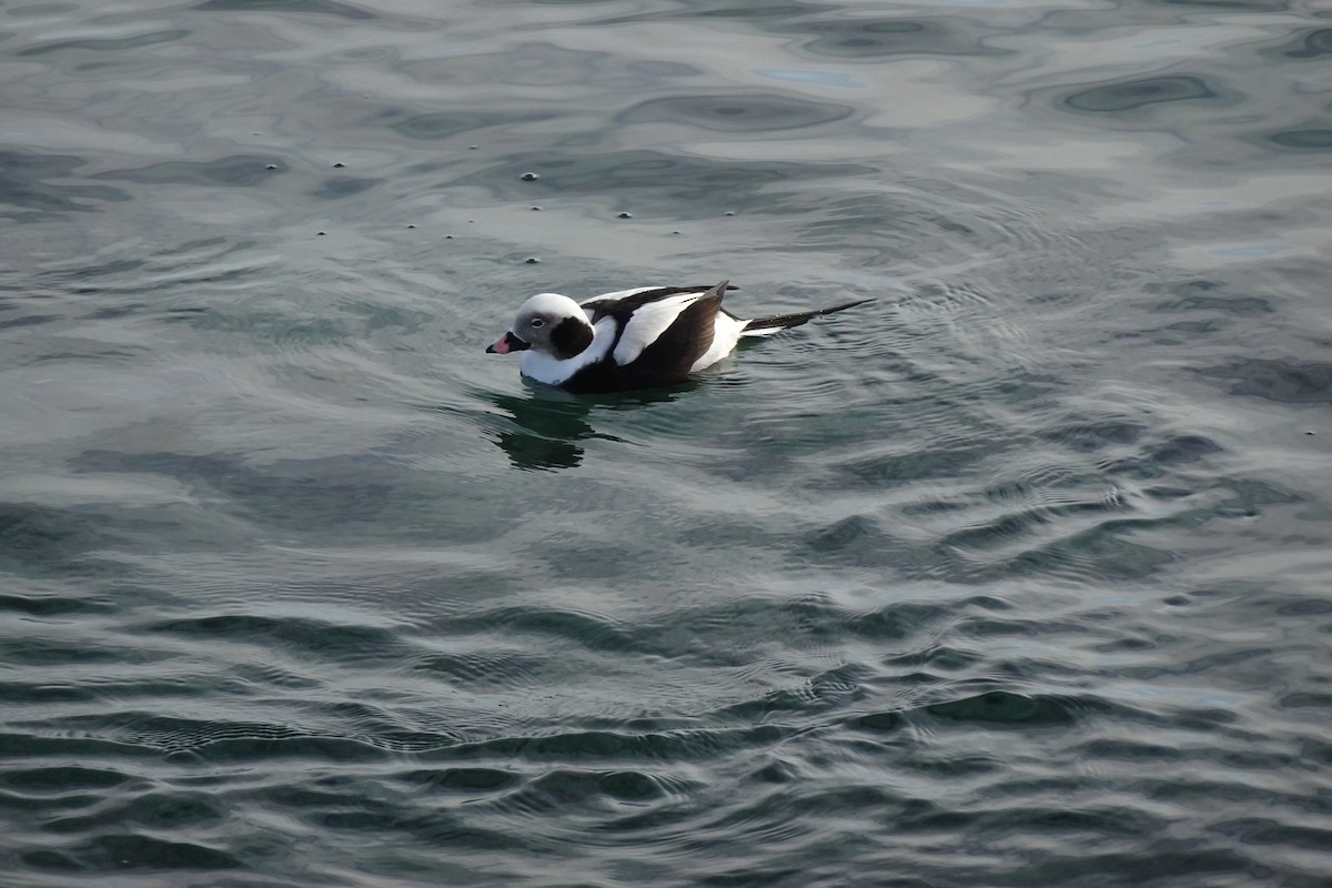 Long-tailed Duck - ML532421011