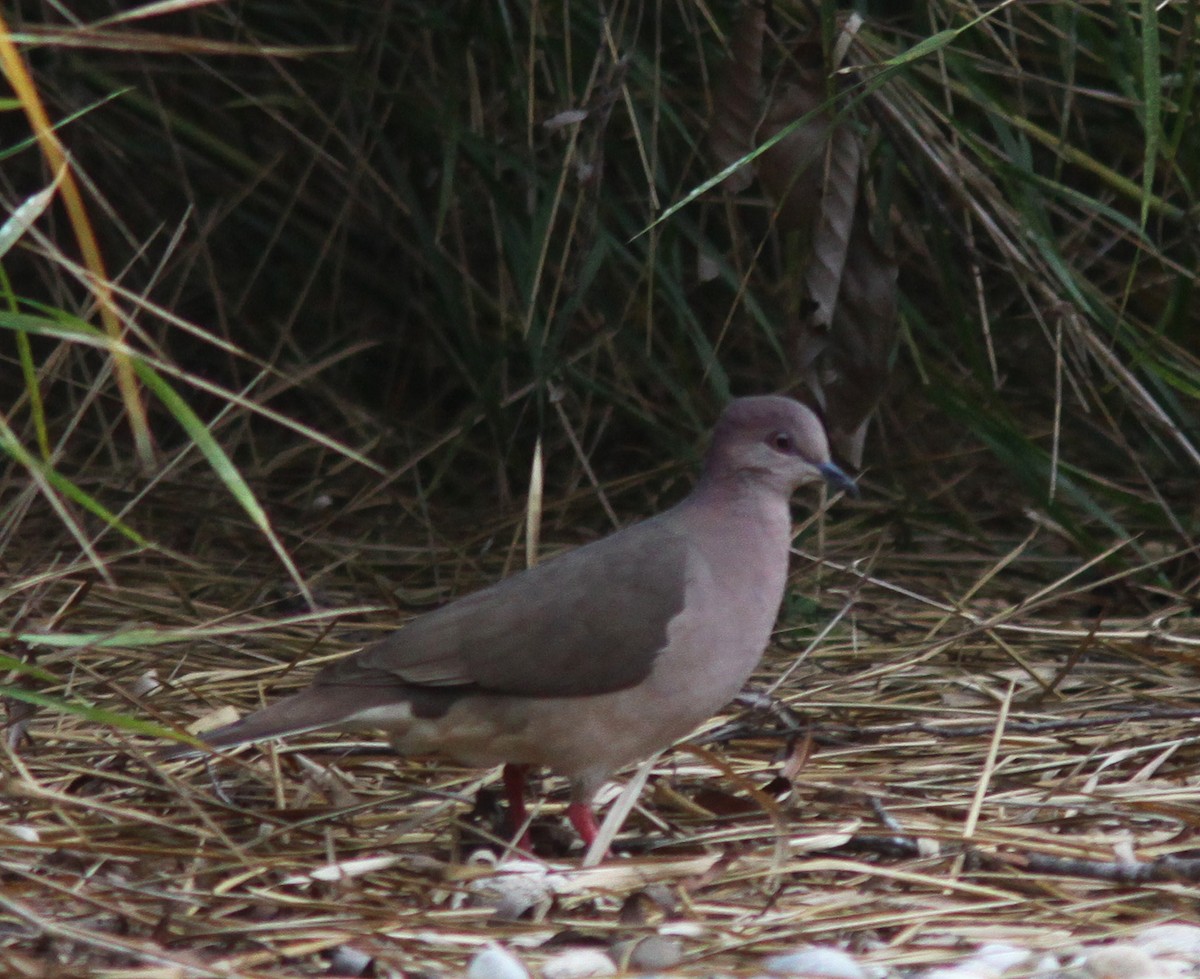Gray-chested Dove - ML532421201