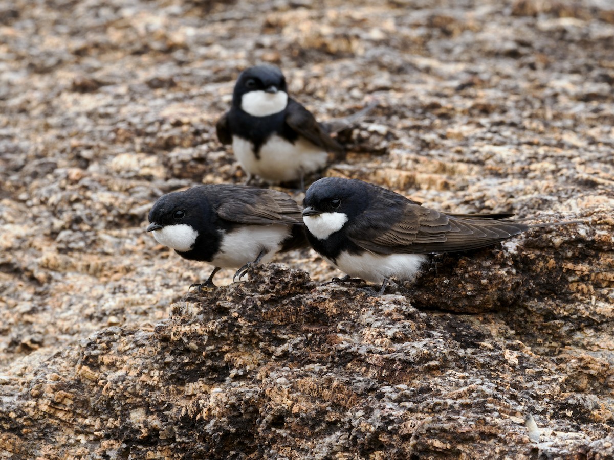 Black-collared Swallow - Nick Athanas