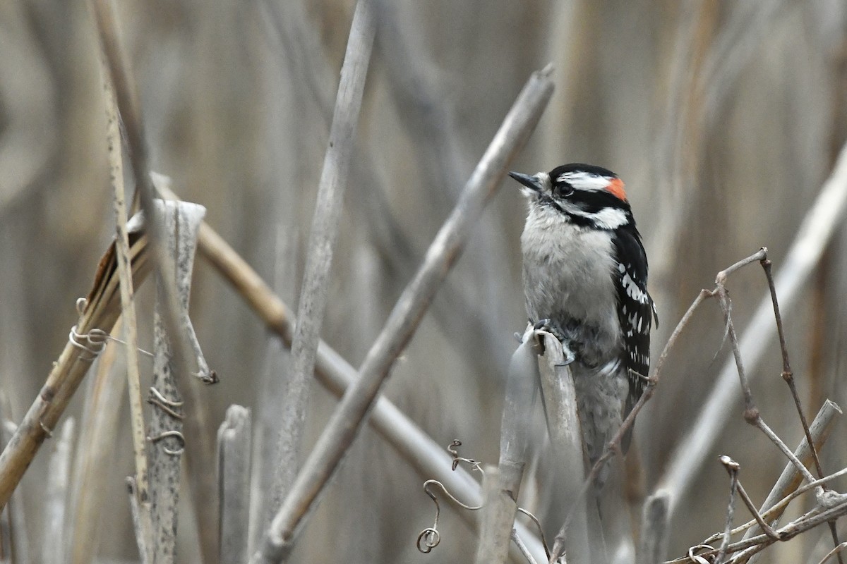Downy Woodpecker (Eastern) - ML532421971