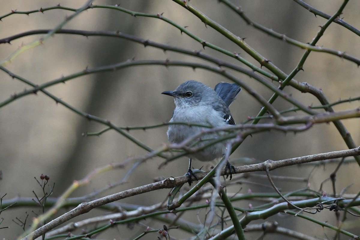 Northern Mockingbird - Julien Amsellem