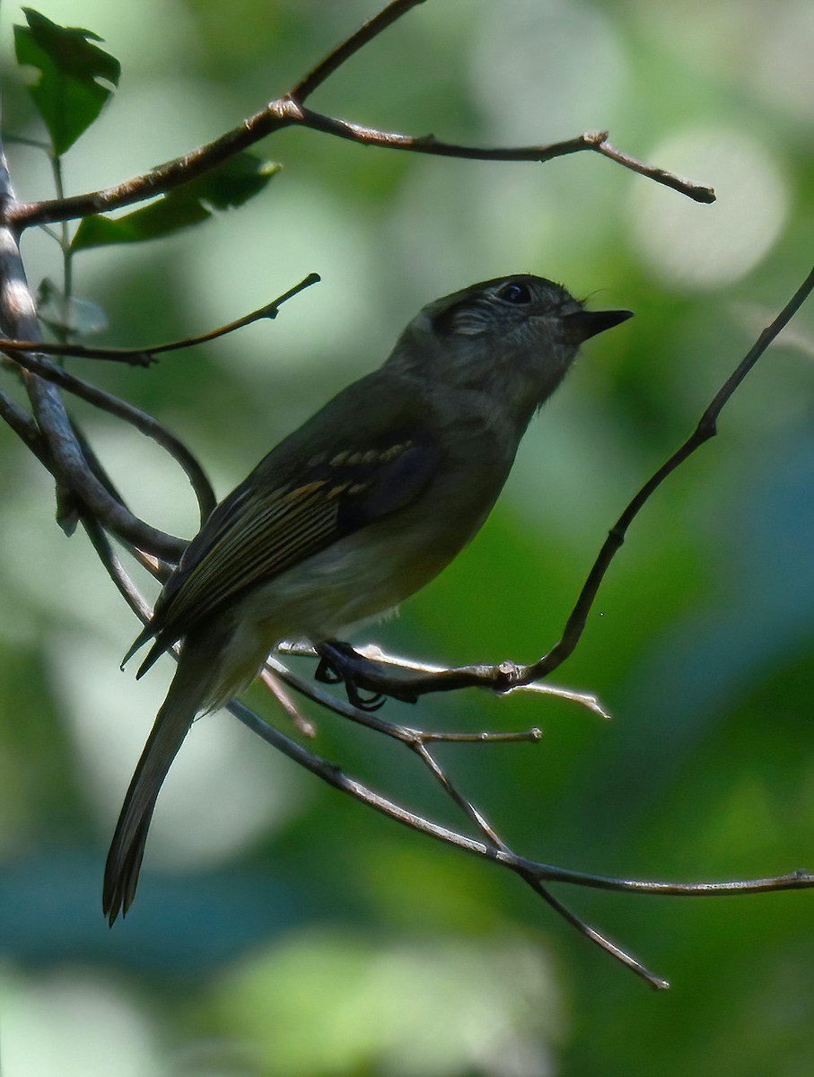 Sepia-capped Flycatcher - Clément Berthelot