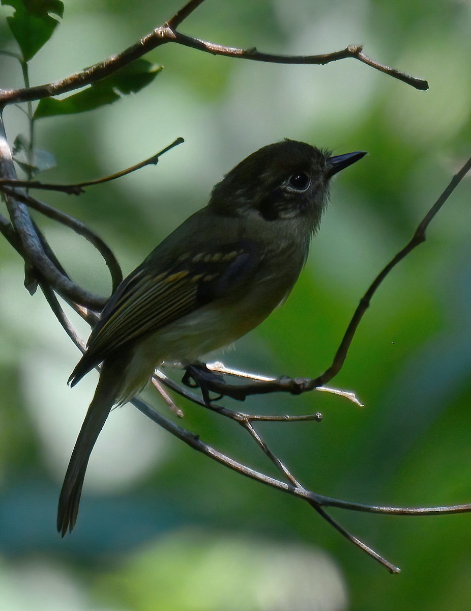 Sepia-capped Flycatcher - Clément Berthelot