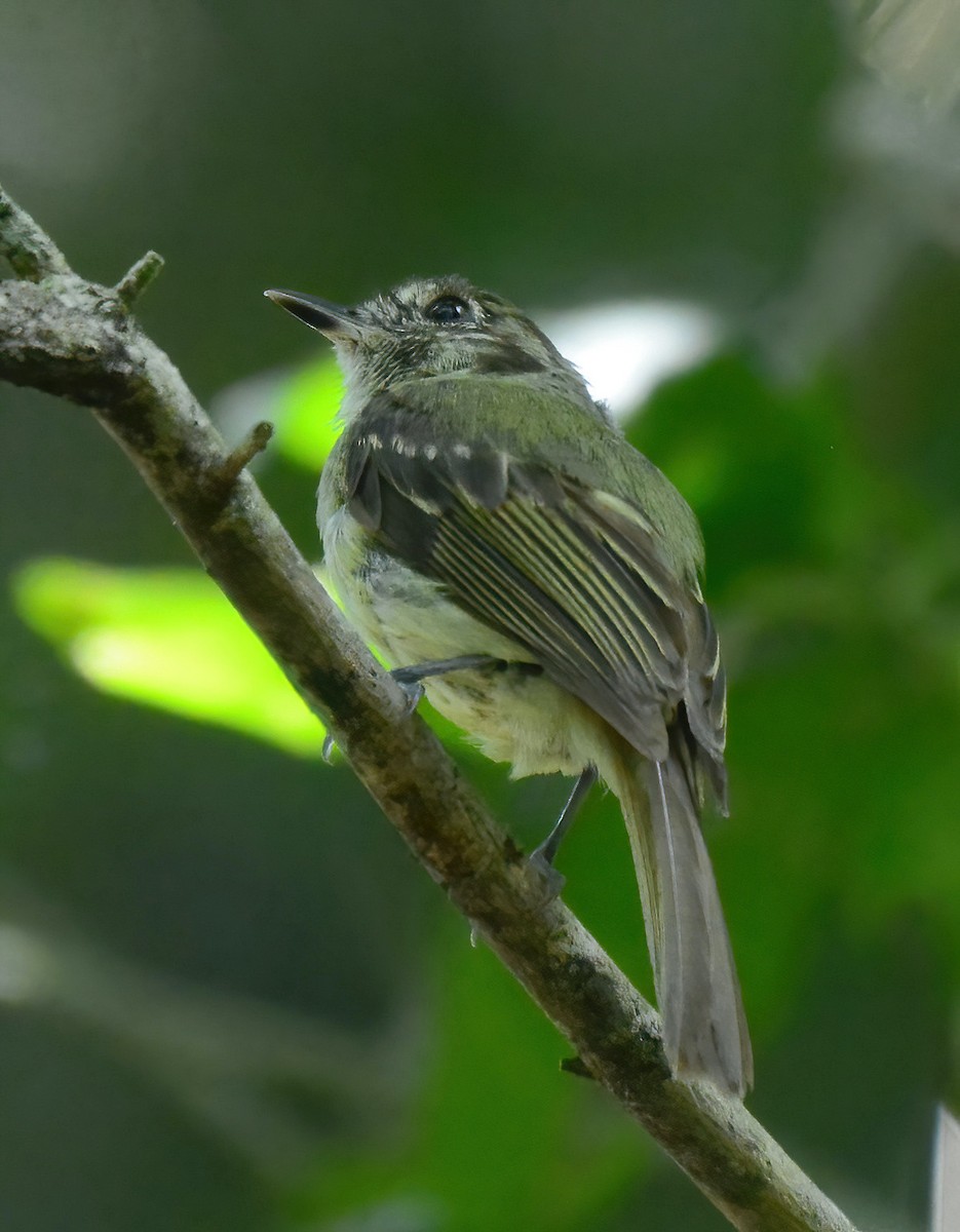 Sepia-capped Flycatcher - Clément Berthelot