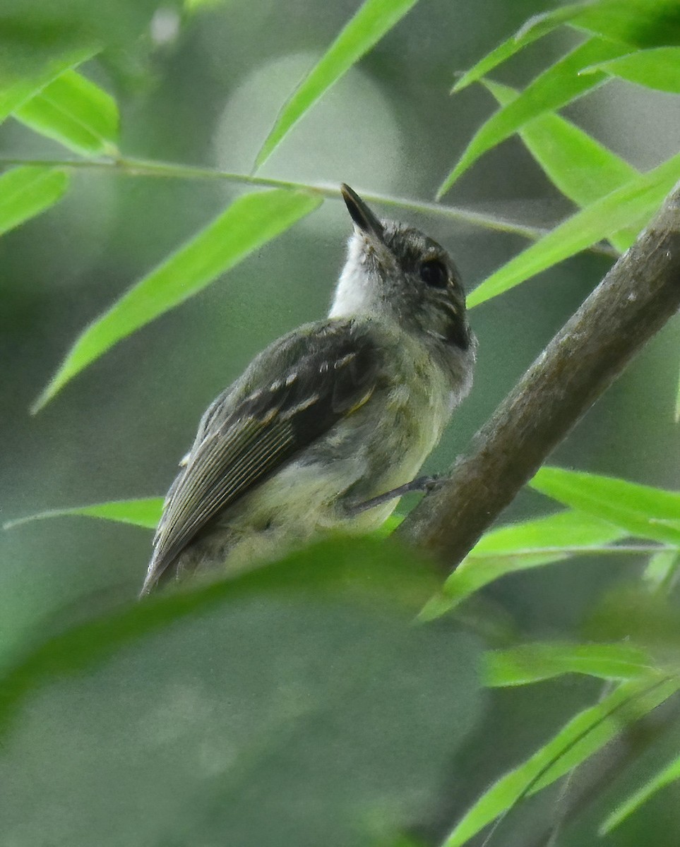 Sepia-capped Flycatcher - Clément Berthelot