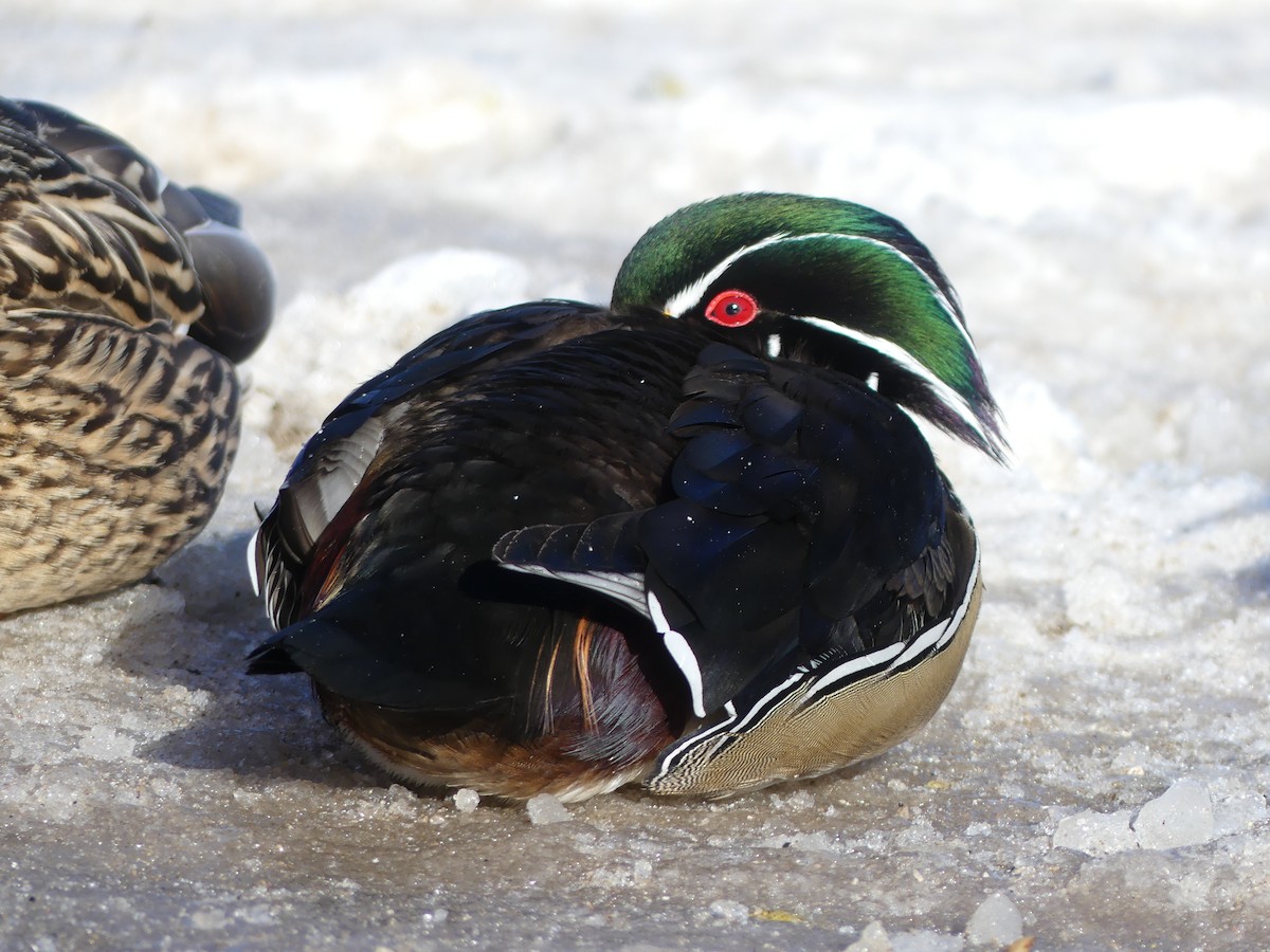 Wood Duck - ML532423351