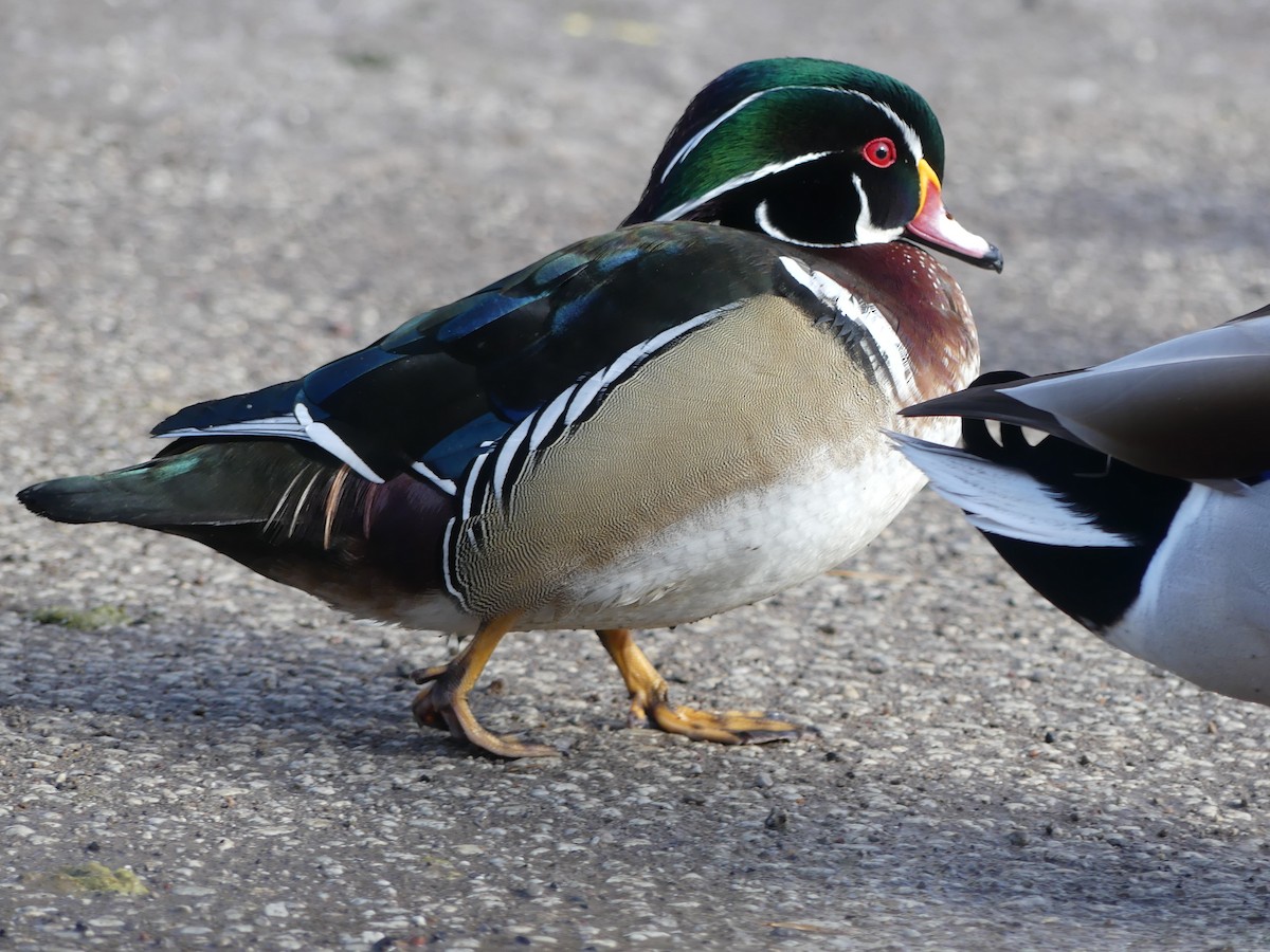 Wood Duck - ML532423361