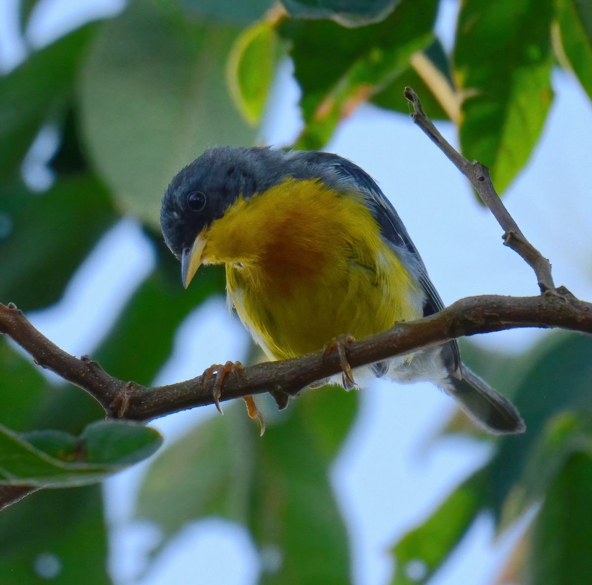 Tropical Parula - ML532424341