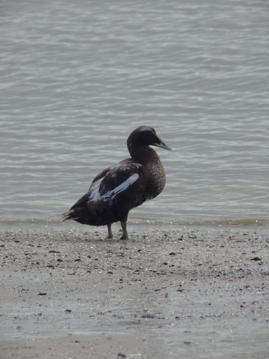 Common Eider - ML532424371