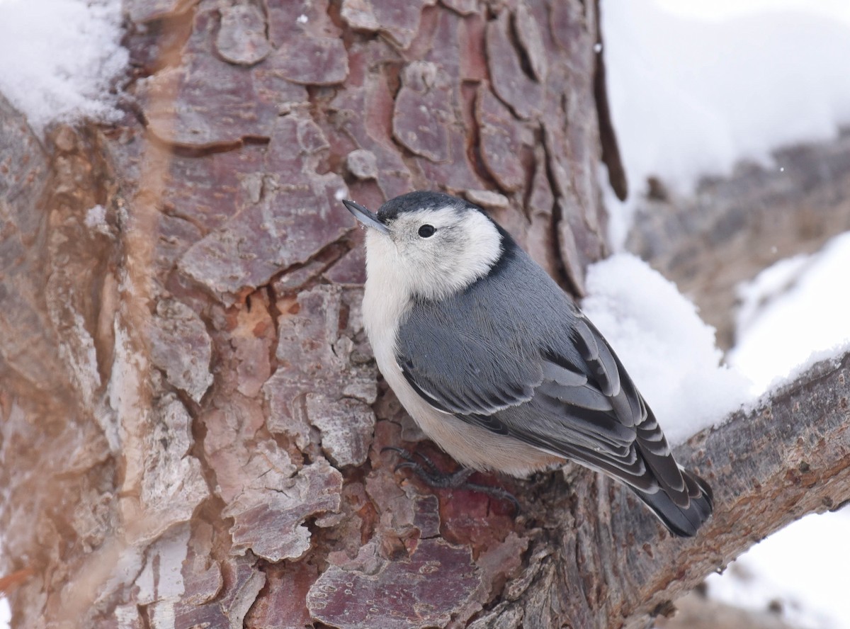 White-breasted Nuthatch - Kathy Marche