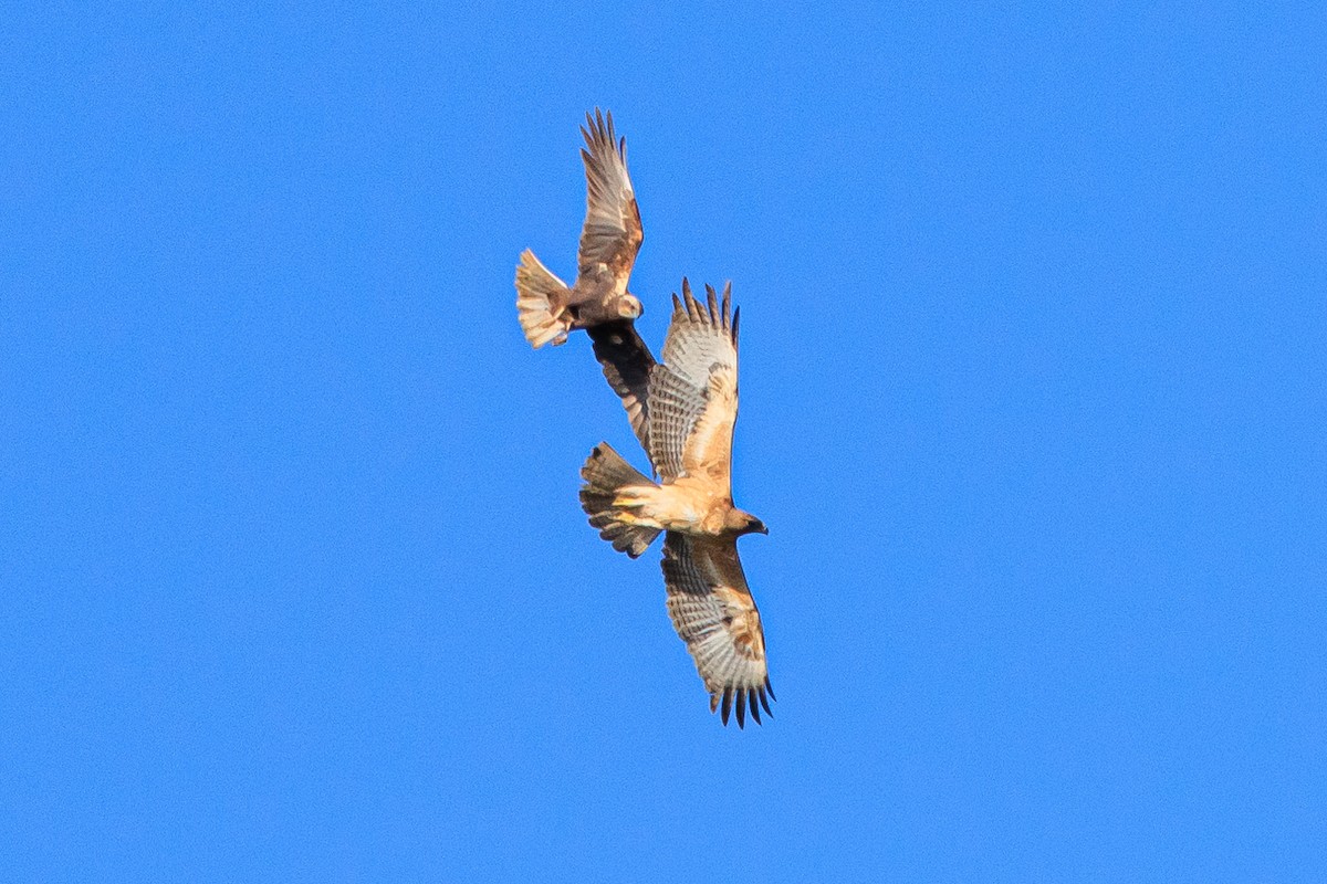 עיט ניצי - ML532425321