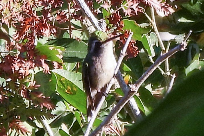 Golden-crowned Emerald - Jean Needham