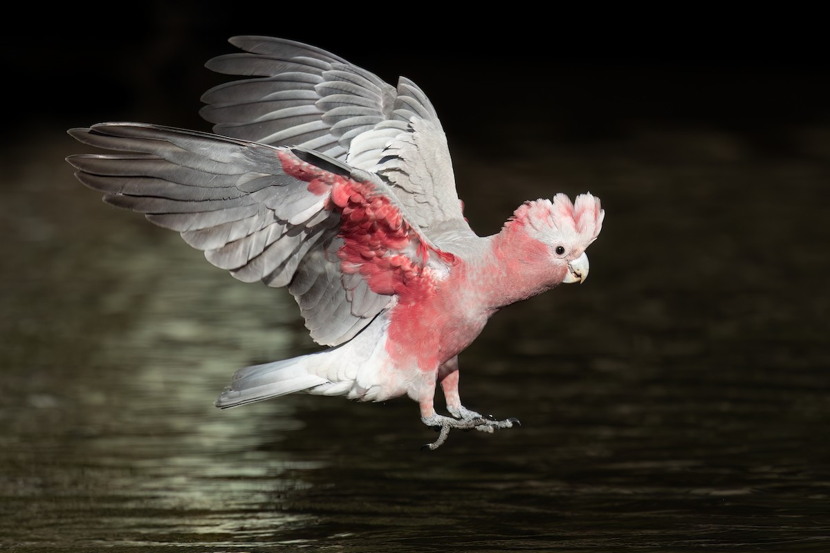 Galah - David Irving