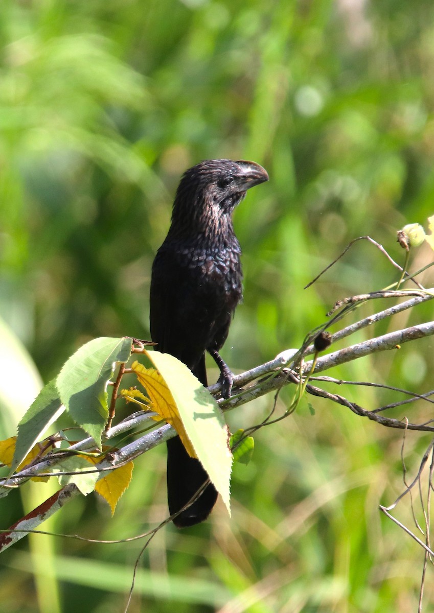 Smooth-billed Ani - Jon Wise