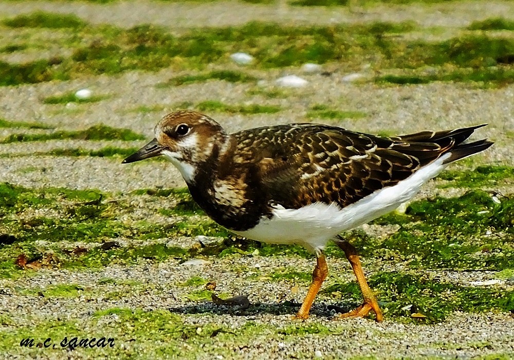 Ruddy Turnstone - ML532426231