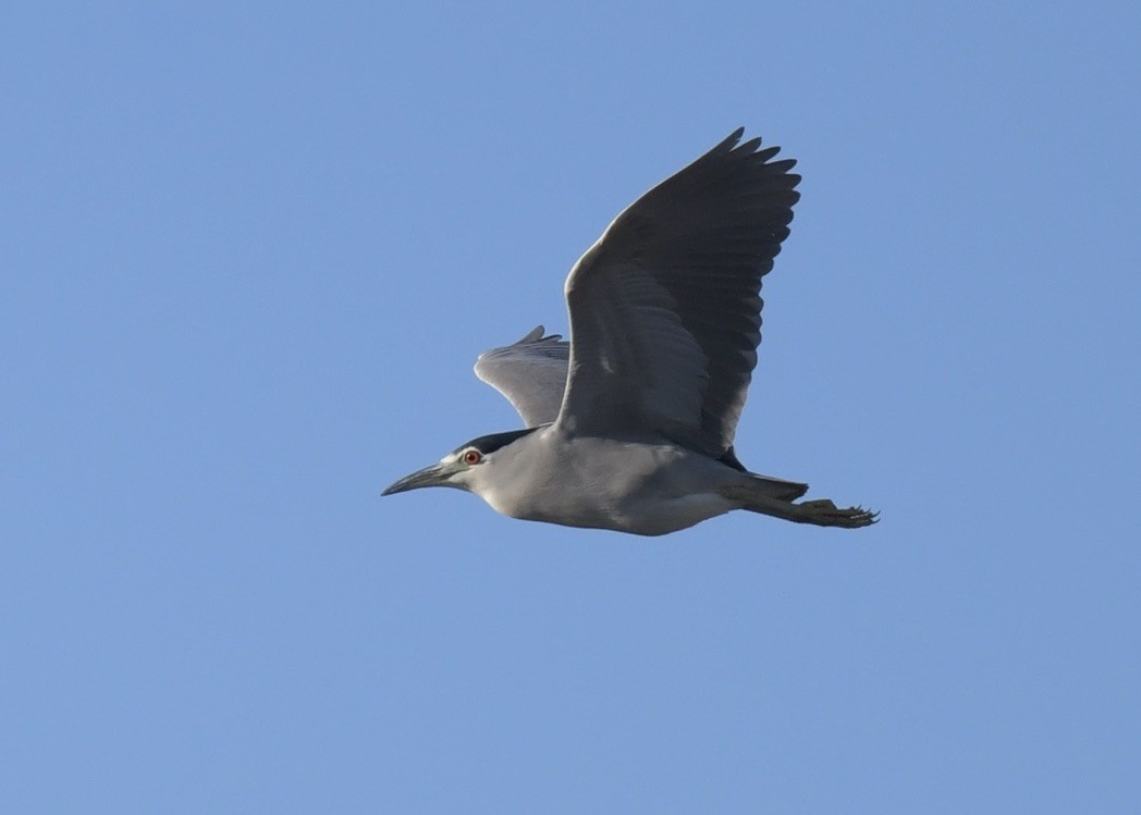 Black-crowned Night Heron - ML532427371