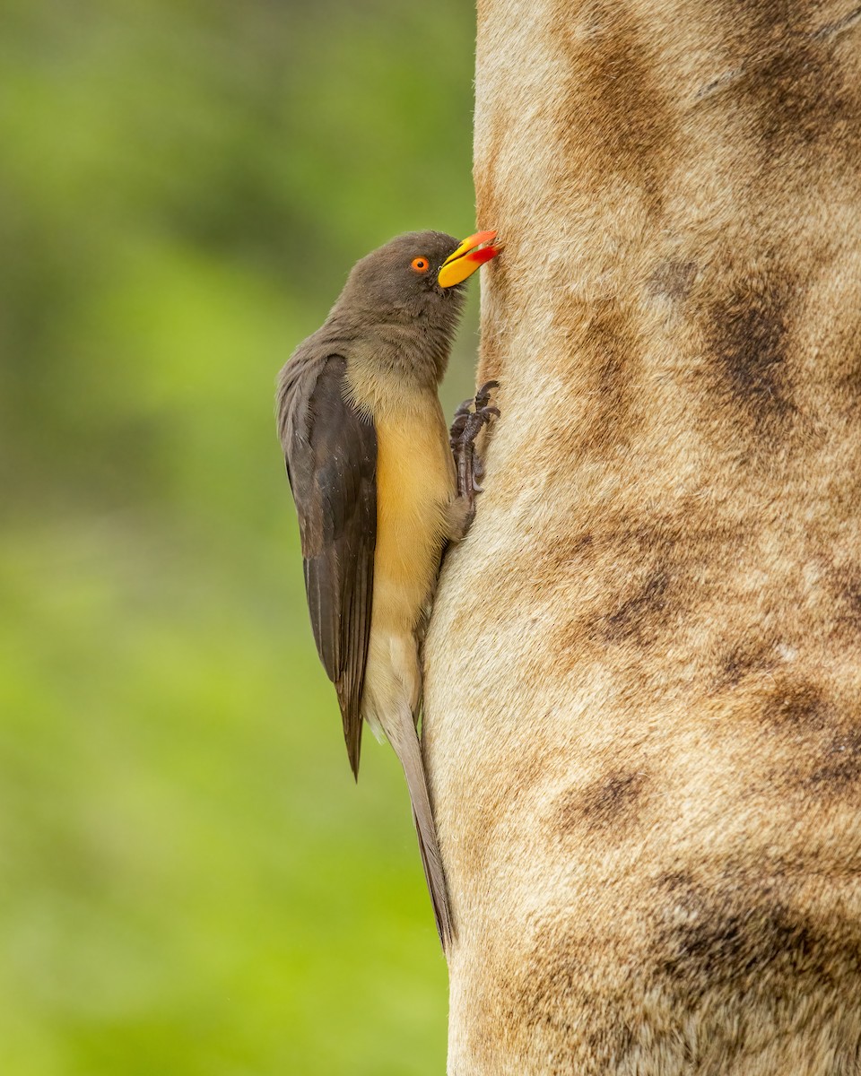 Yellow-billed Oxpecker - ML532428731