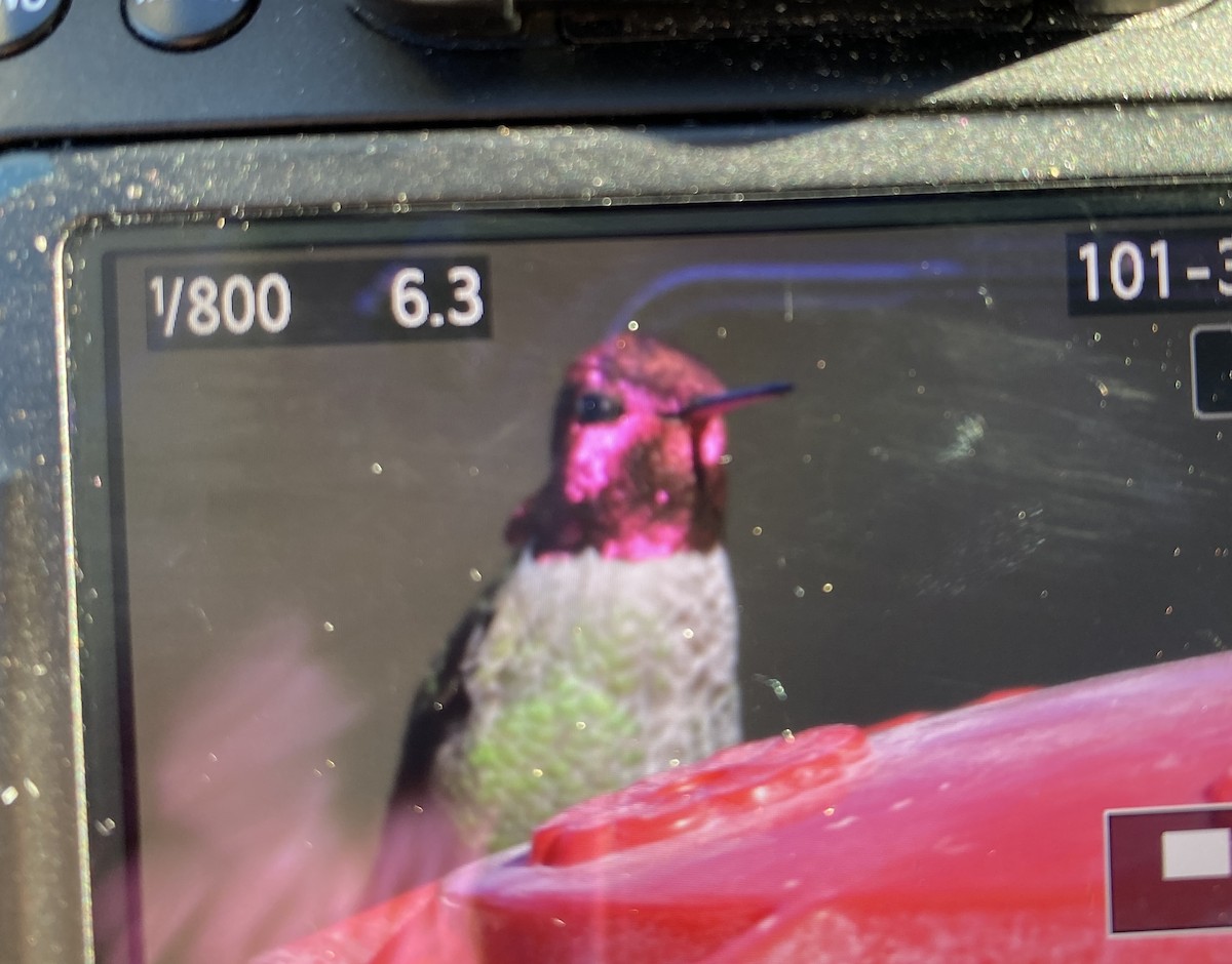 Anna's Hummingbird - ML532429381