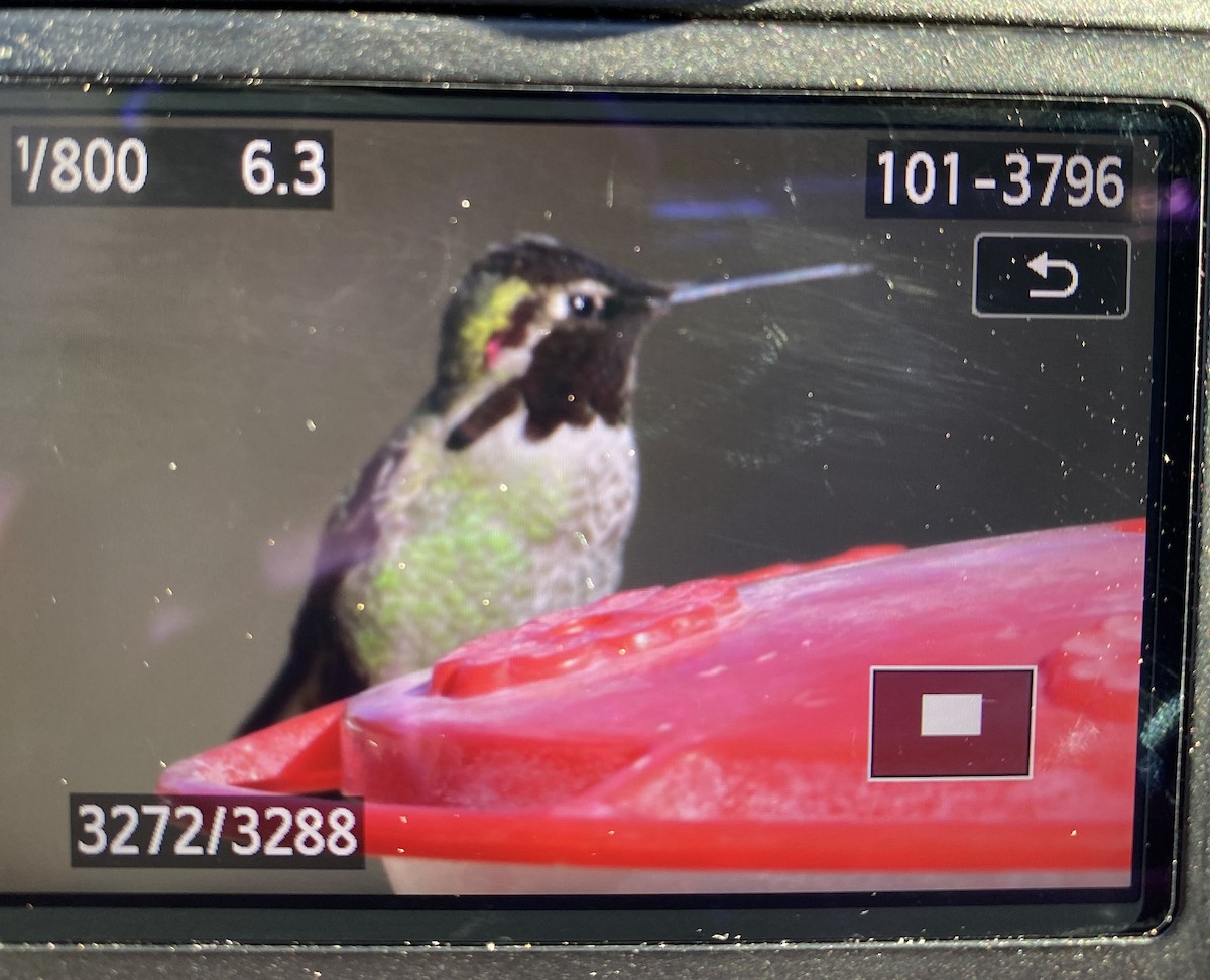 Anna's Hummingbird - ML532429391