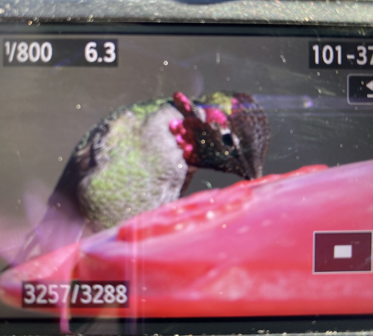 Anna's Hummingbird - ML532429401