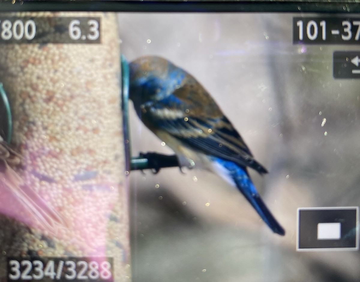 Lazuli Bunting - ML532429611